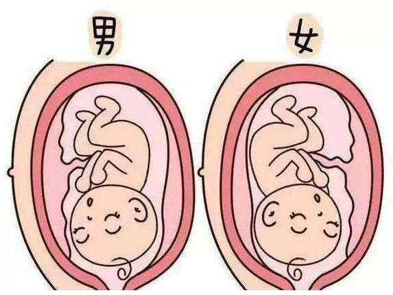 北京供卵试管成功率多高可以移植胚胎呢