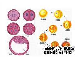 供卵试管机构靠不靠谱-供卵代孕生子机构_供卵代孕生男孩-供卵试管可以选择性